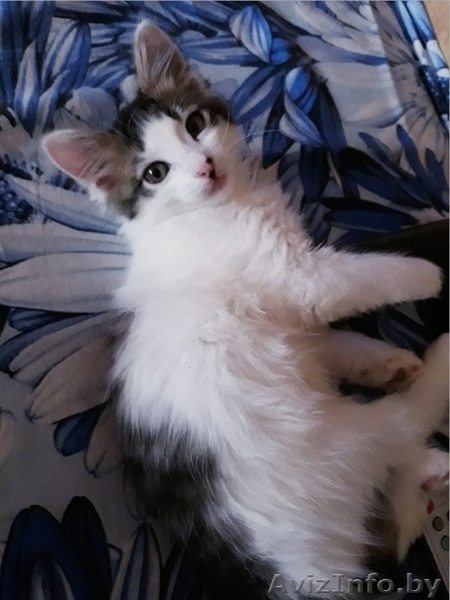 Кошечка Анфиса ищет дом - Изображение #3, Объявление #1625354