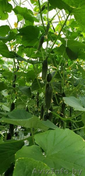 Тепица промышленная - Изображение #5, Объявление #1624879