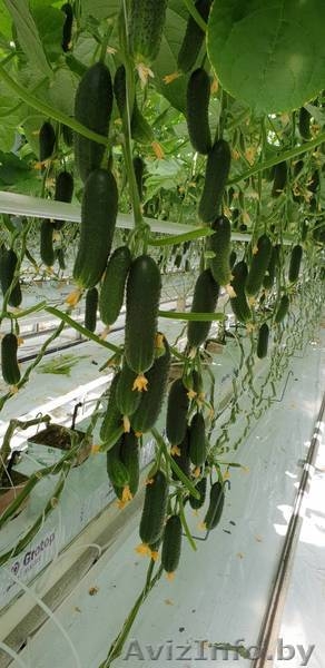 Тепица промышленная - Изображение #6, Объявление #1624879