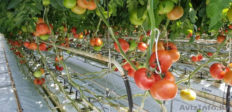 Тепица промышленная - Изображение #7, Объявление #1624879