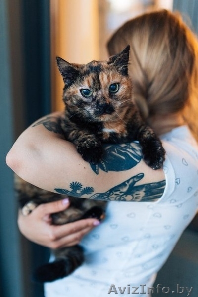 Кошка Джина ищет дом - Изображение #3, Объявление #1625596