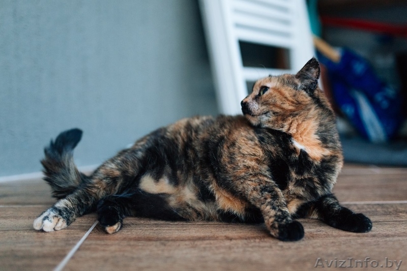 Кошка Джина ищет дом - Изображение #4, Объявление #1625596