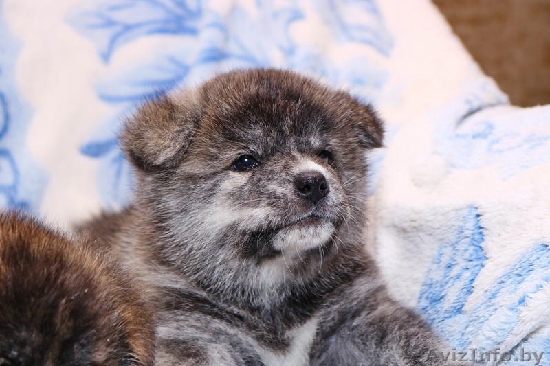 Щенки Японской (акита-ину )тигрового окраса. на продажу из питомника - Изображение #4, Объявление #1628918