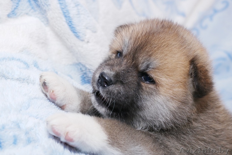 Щенки Японской (акита-ину )тигрового окраса. на продажу из питомника - Изображение #5, Объявление #1628918