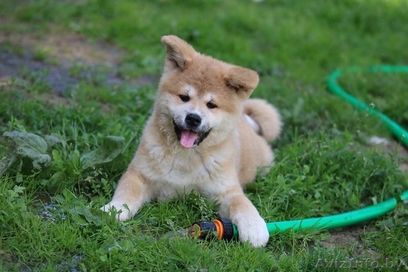 (Акита-ину) высокопородные щенки из питомника, продаются - Изображение #3, Объявление #1628921