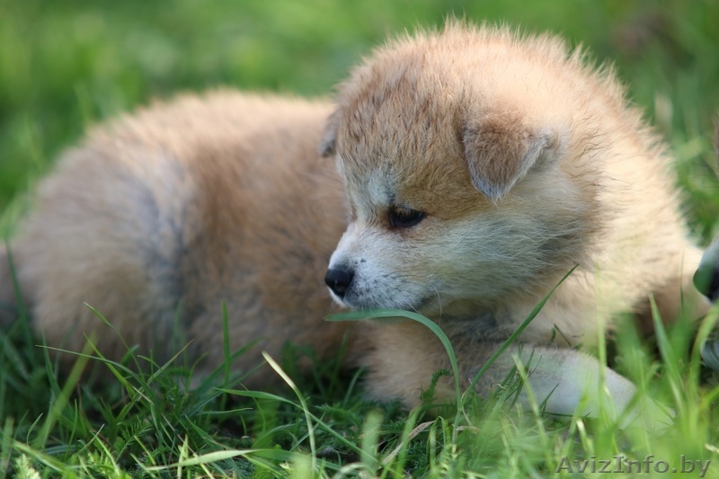 Щенки, японской- акита-ину, тигровые и рыжие - Изображение #1, Объявление #1628923