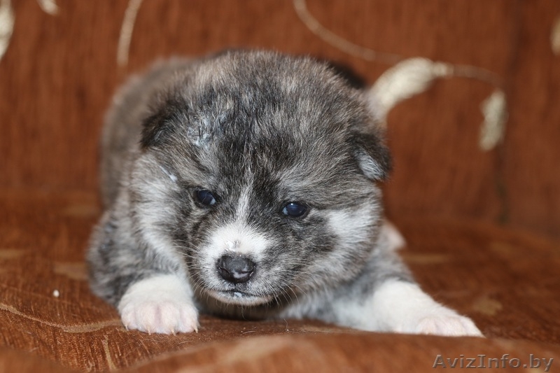 Щенки, японской- акита-ину, тигровые и рыжие, на ваш выбор. - Изображение #3, Объявление #1630743