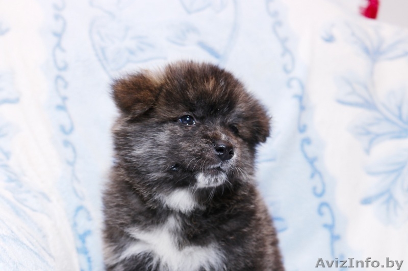 милые щенки акиты (Тигровые и рыжие) продажа - Изображение #3, Объявление #1630744