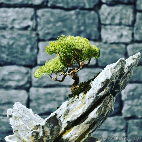 Декоративные бонсаи. - Изображение #5, Объявление #1569429