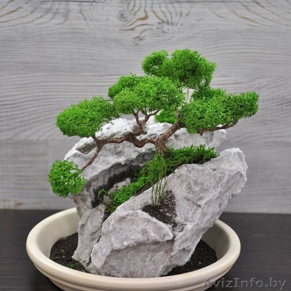 Декоративные бонсаи. - Изображение #7, Объявление #1569429