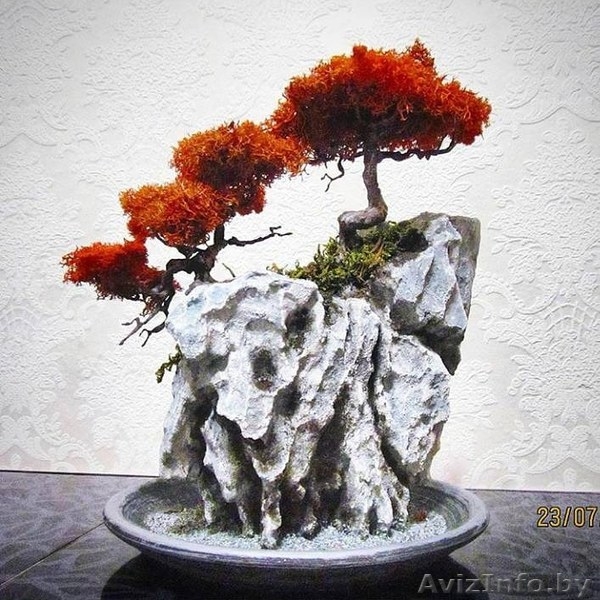 Декоративные бонсаи. - Изображение #10, Объявление #1569429