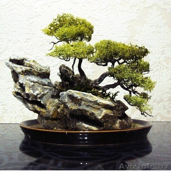 Декоративные бонсаи. - Изображение #8, Объявление #1569429