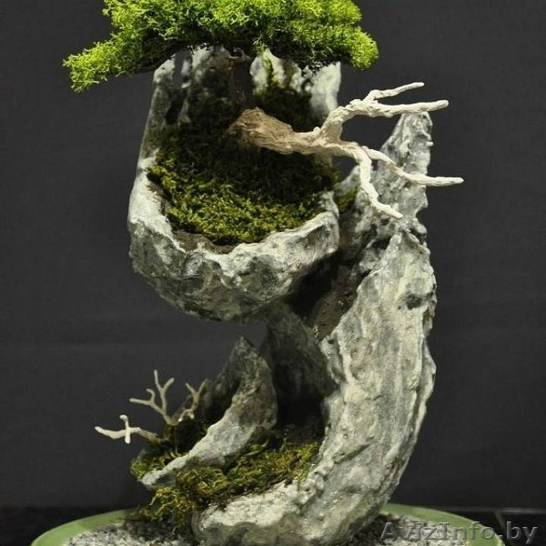 Декоративные бонсаи. - Изображение #9, Объявление #1569429