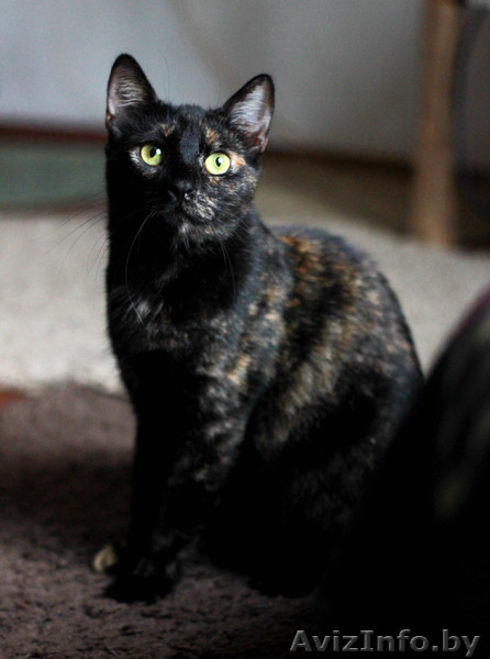 Кошечка перчинка в надежные руки - Изображение #3, Объявление #1634070