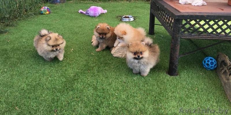Щенок померанский шпиц ТОЙ МИНИ КУКОЛЬНЫЙ в типе МИШКА - Изображение #6, Объявление #1633874