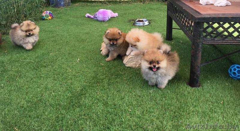 Щенок померанский шпиц ТОЙ МИНИ КУКОЛЬНЫЙ в типе МИШКА - Изображение #5, Объявление #1633874