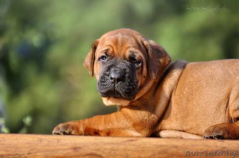 Тоса Ину - японский мастиф - Изображение #3, Объявление #1633115