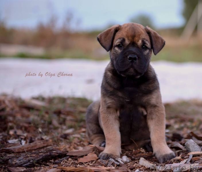 Ка Де Бо - самый маленький мастиф - Изображение #3, Объявление #1633114