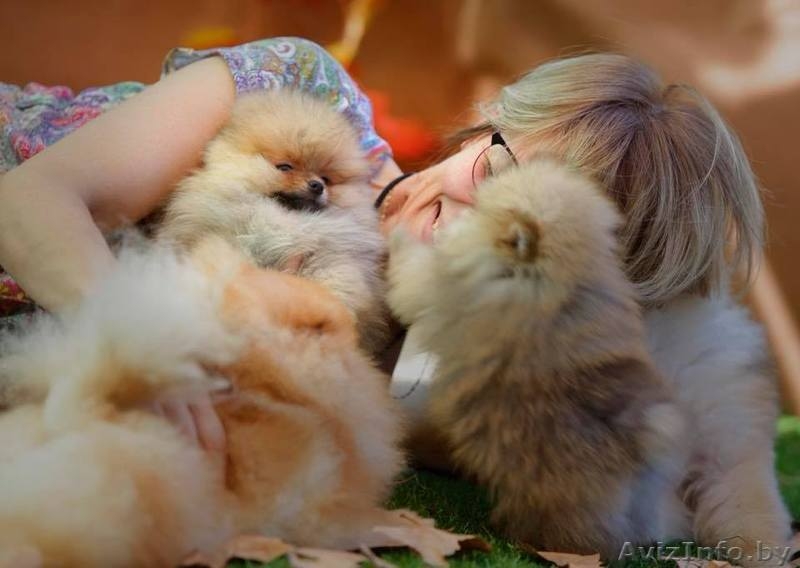 Щенок померанский шпиц ТОЙ МИНИ КУКОЛЬНЫЙ в типе МИШКА - Изображение #4, Объявление #1633874