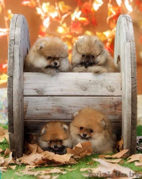 Щенок померанский шпиц ТОЙ МИНИ КУКОЛЬНЫЙ в типе МИШКА - Изображение #3, Объявление #1633874