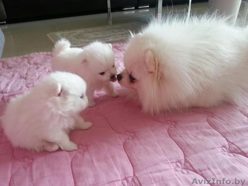 Продаются медвежата - Изображение #3, Объявление #1633857