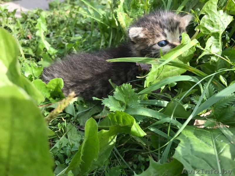 Помогите найти котятам дом - Изображение #3, Объявление #1631787