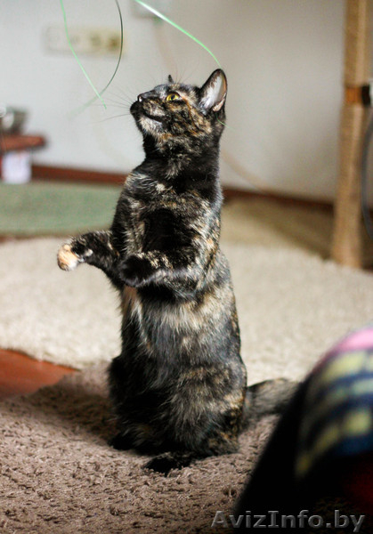 замурчательная кош в дар - Изображение #3, Объявление #1633155