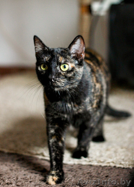 трехцветная красотка кошечка в заботливые руки - Изображение #3, Объявление #1635817