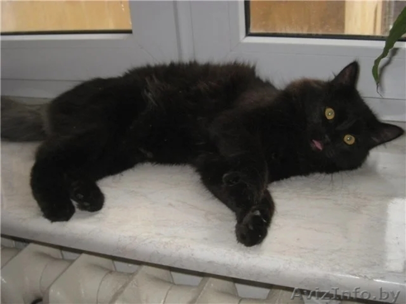 В дар: котэ-красавец по имени Хуан-Антонио в поисках дома - Изображение #3, Объявление #1636807