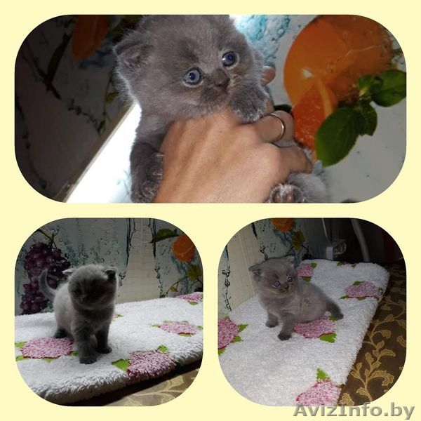 Питомник шотландских кошек. - Изображение #3, Объявление #1637204