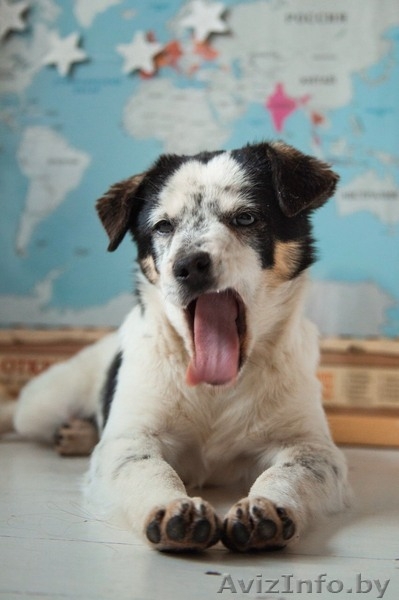 Щенок девочка ищет любящих хозяев - Изображение #3, Объявление #1638328