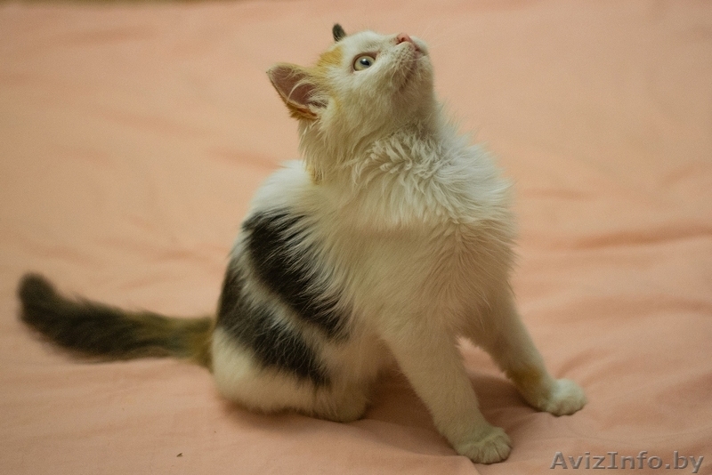 Комочек счастья котенок Мика в дар - Изображение #3, Объявление #1637298