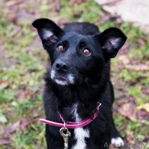 Замечательная девочка Юта в дар - Изображение #4, Объявление #1638420