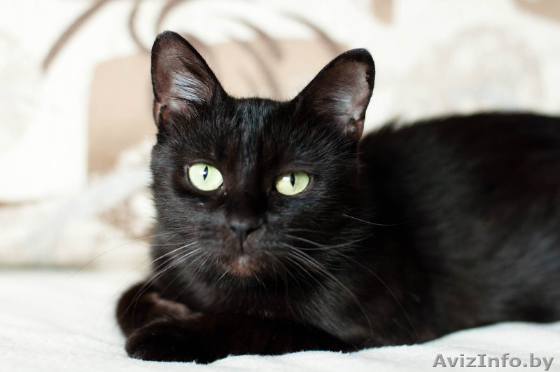 Солли - кошка в дар - Изображение #3, Объявление #1637201