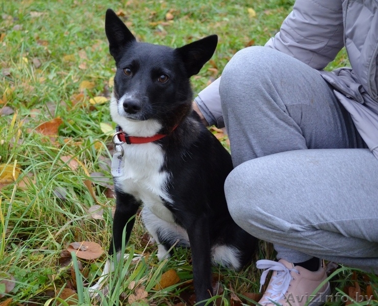 Собака девочка Малышка - Изображение #3, Объявление #1638244