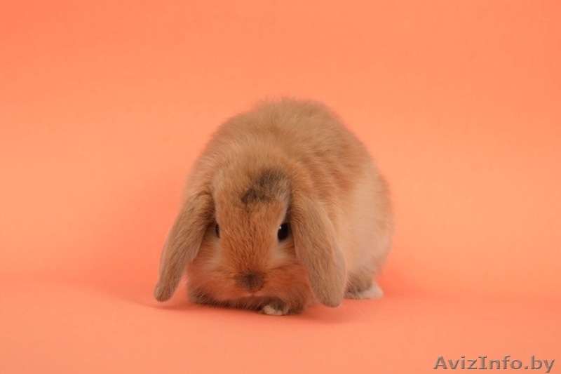 Кролики разных видов и породы - Изображение #1, Объявление #1642288