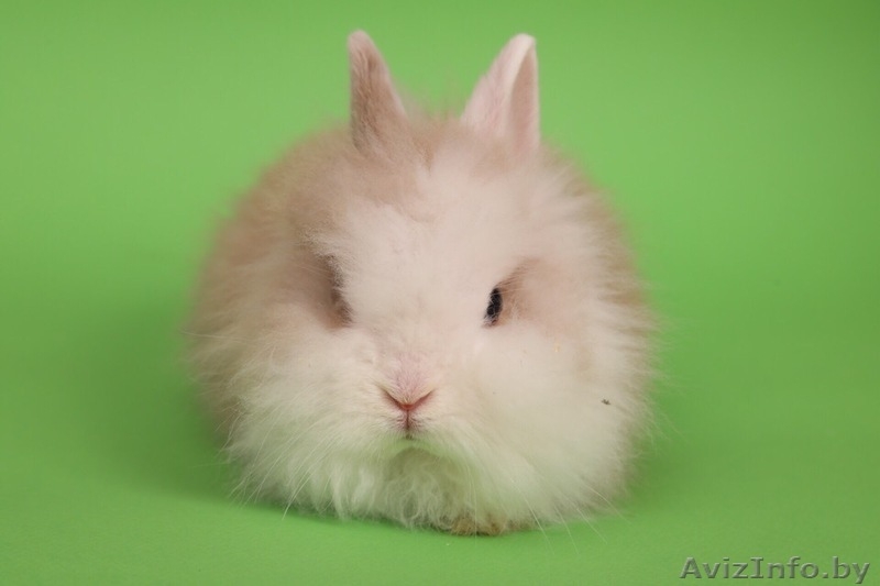 Кролики разных видов и породы - Изображение #2, Объявление #1642288