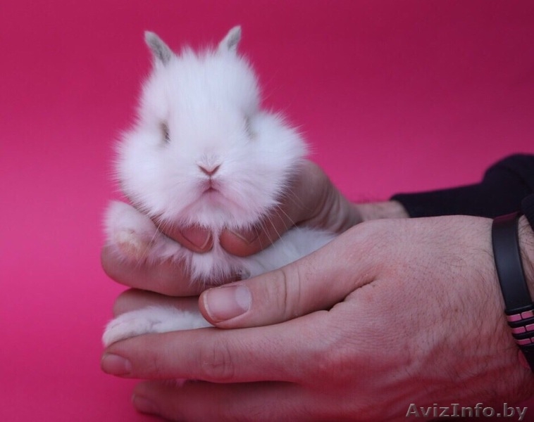 Породистые кролики Беларусь - Изображение #3, Объявление #1642298