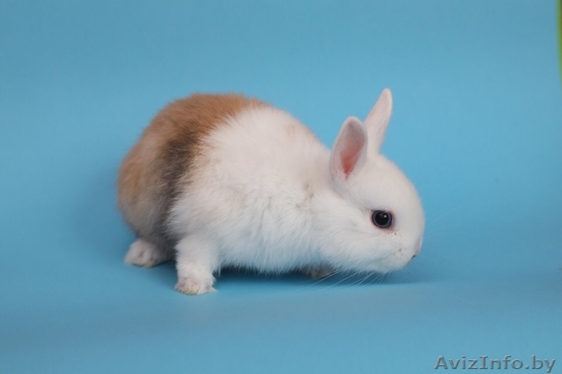 Породистые кролики Беларусь - Изображение #5, Объявление #1642298