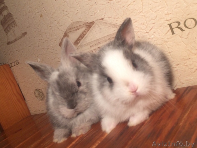 Питомник, породистые кролики - Изображение #3, Объявление #1642341