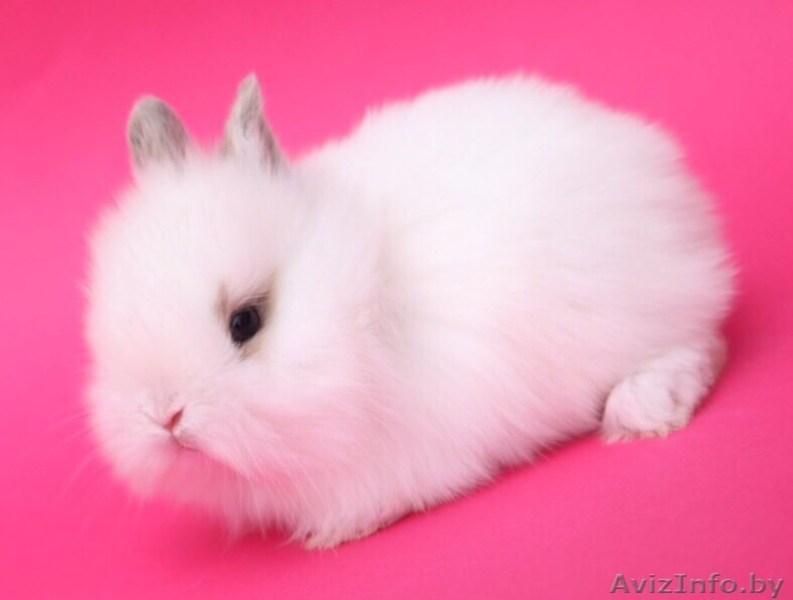Питомник веселый хвостик. Декоративные кролики - Изображение #3, Объявление #1642346