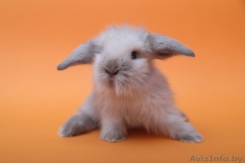 Питомник веселый хвостик. Декоративные кролики - Изображение #4, Объявление #1642346
