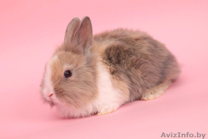 Декоративные кролики, питомник веселый хвостик - Изображение #1, Объявление #1642356