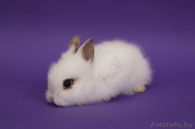 Декоративные кролики, питомник веселый хвостик - Изображение #4, Объявление #1642356