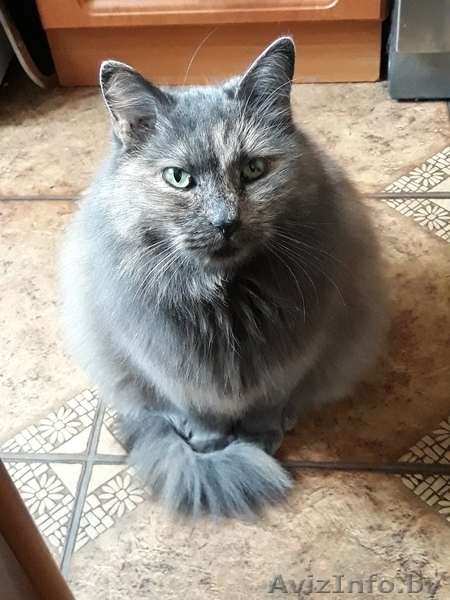 Рэдия - кошечка в дар. - Изображение #3, Объявление #1640833