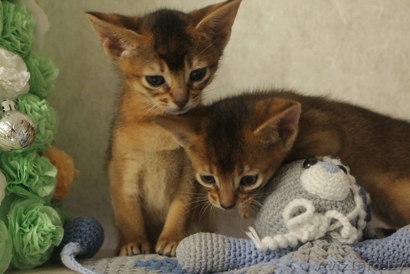 Резервирование абиссинских котят с докуменами. - Изображение #3, Объявление #1641752