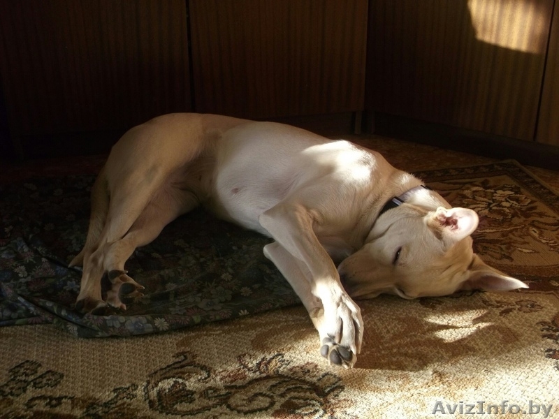 Собака в хорошие руки - Изображение #3, Объявление #1640844