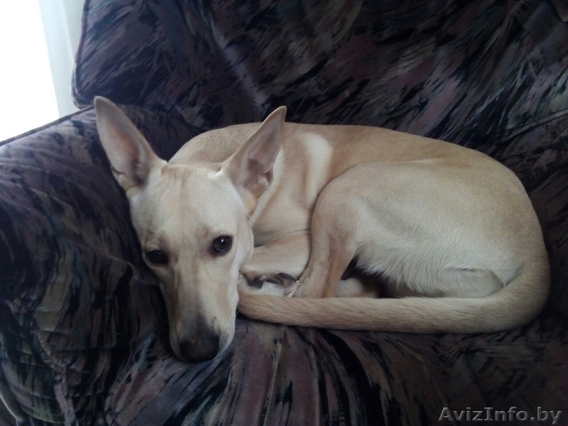 Собака в хорошие руки - Изображение #5, Объявление #1640844