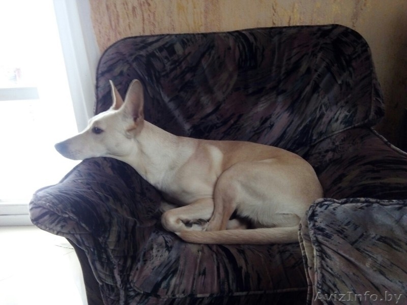 Собака в хорошие руки - Изображение #4, Объявление #1640844