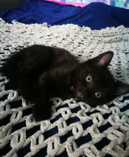 Котенок (девочка) в дар - Изображение #3, Объявление #1643258